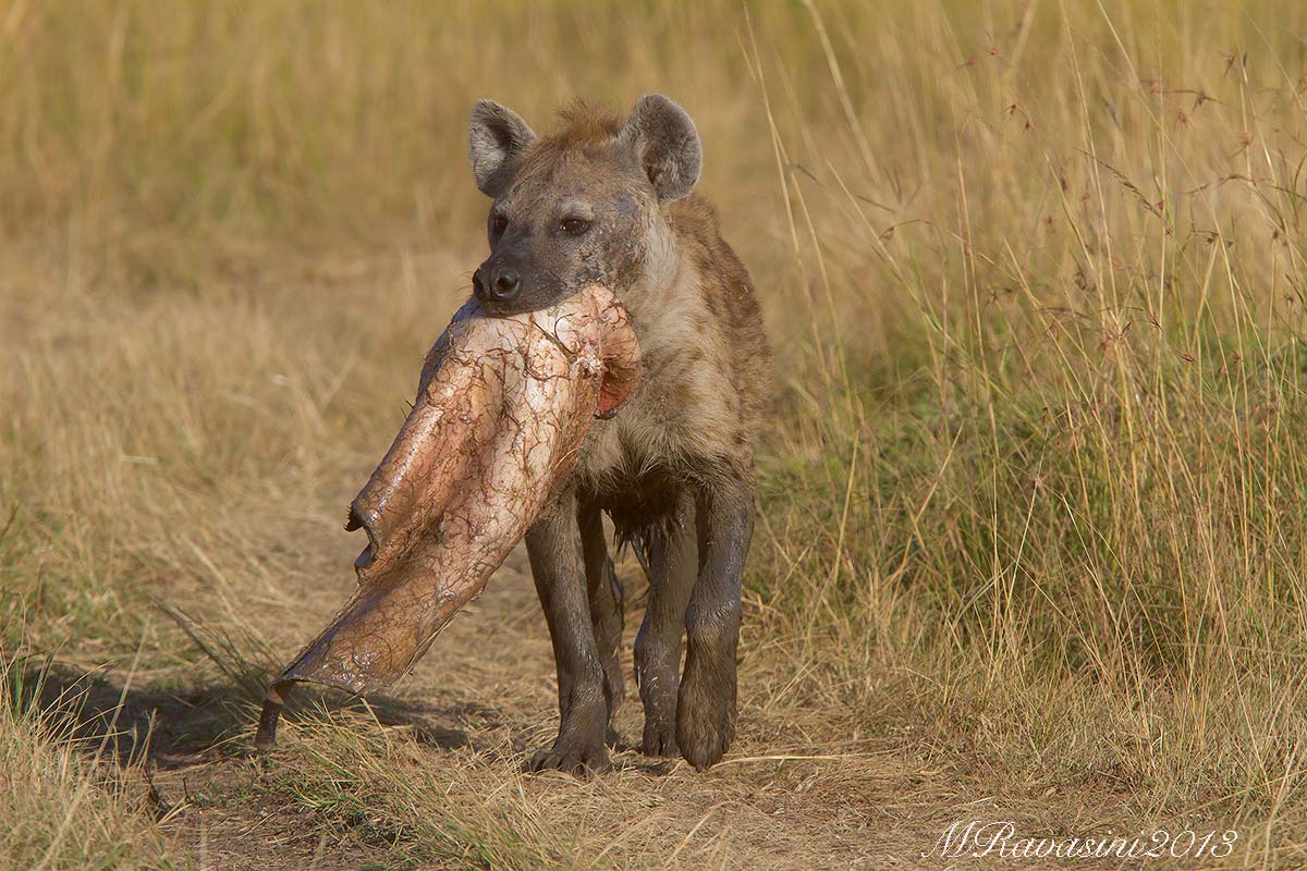 Spotted hyena, return from the banquet...