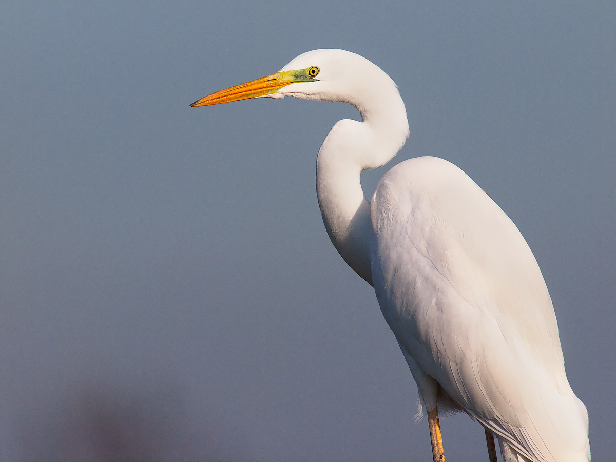 Portrait of Great White Egret....