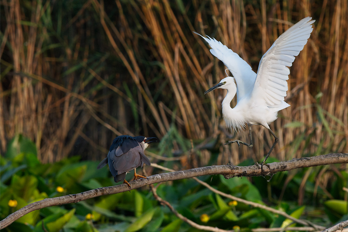 Fight between territorial egret and night heron....