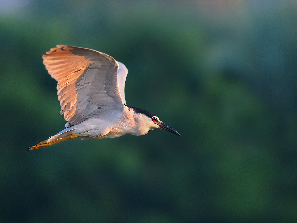 Night Heron in flight at dawn....