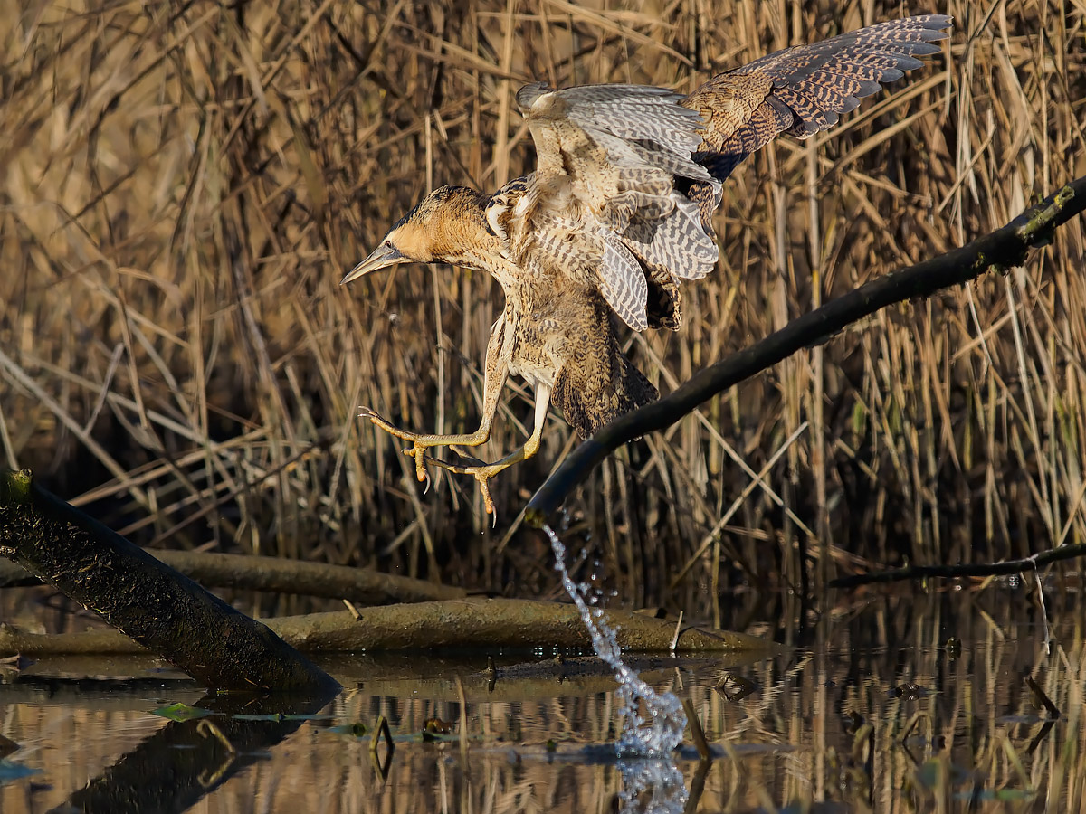 The jump of the bittern....
