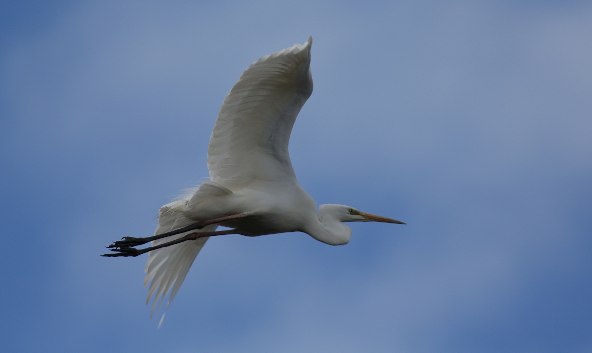 white heron...