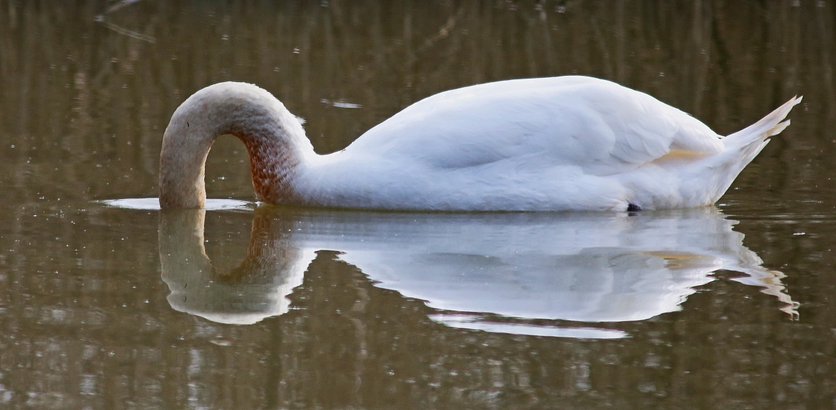 the swan loses his head ......