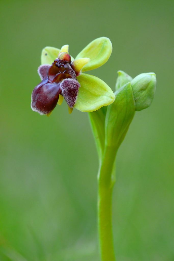 Ophrys bombyliflora...