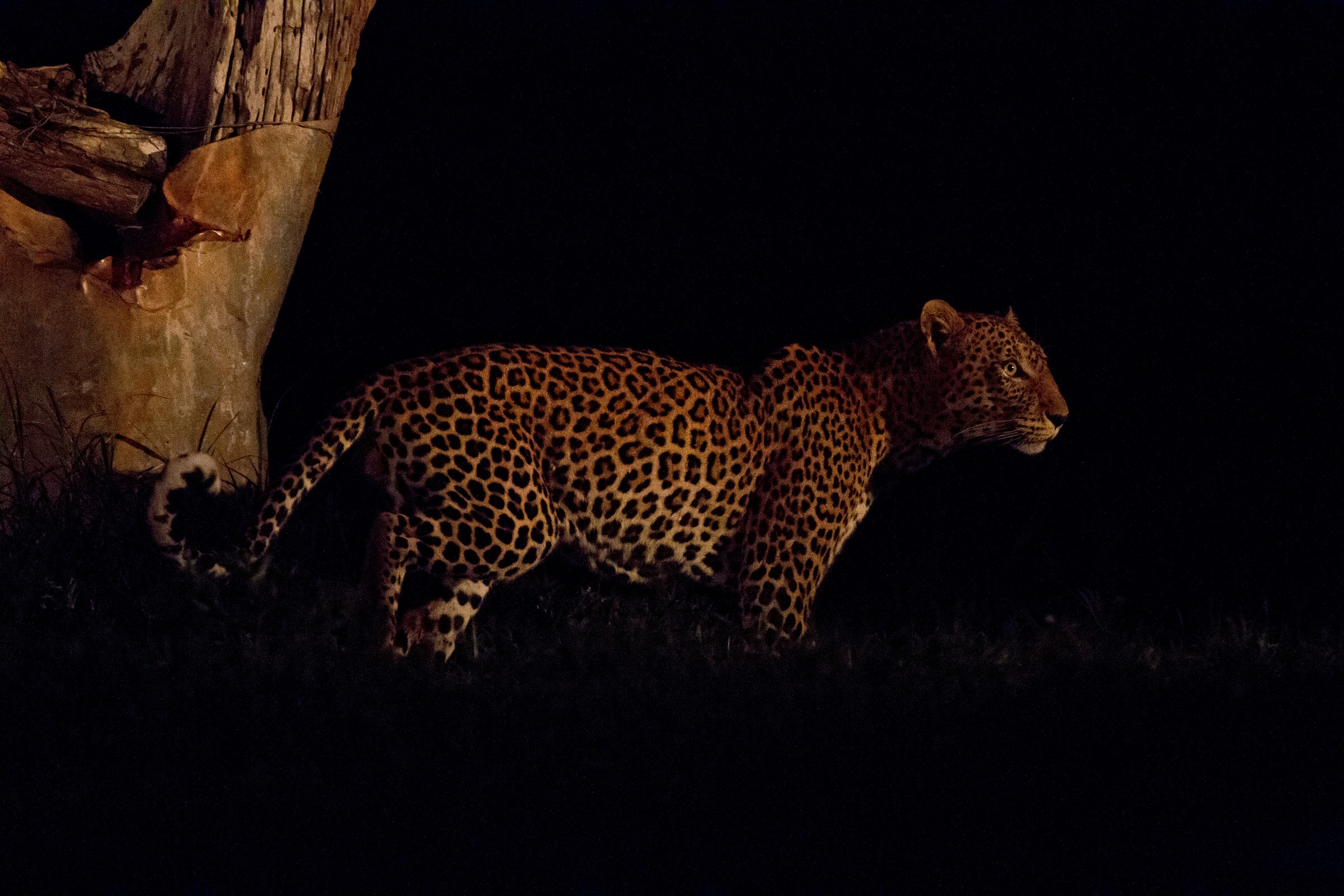 leopardo a caccia...