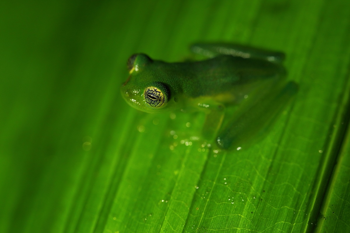 Glass frog...