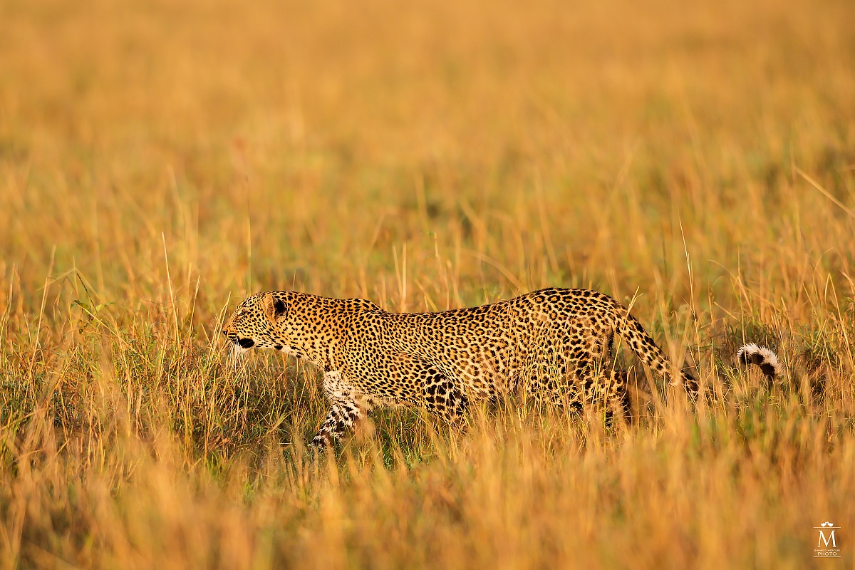 Leopard hunting....
