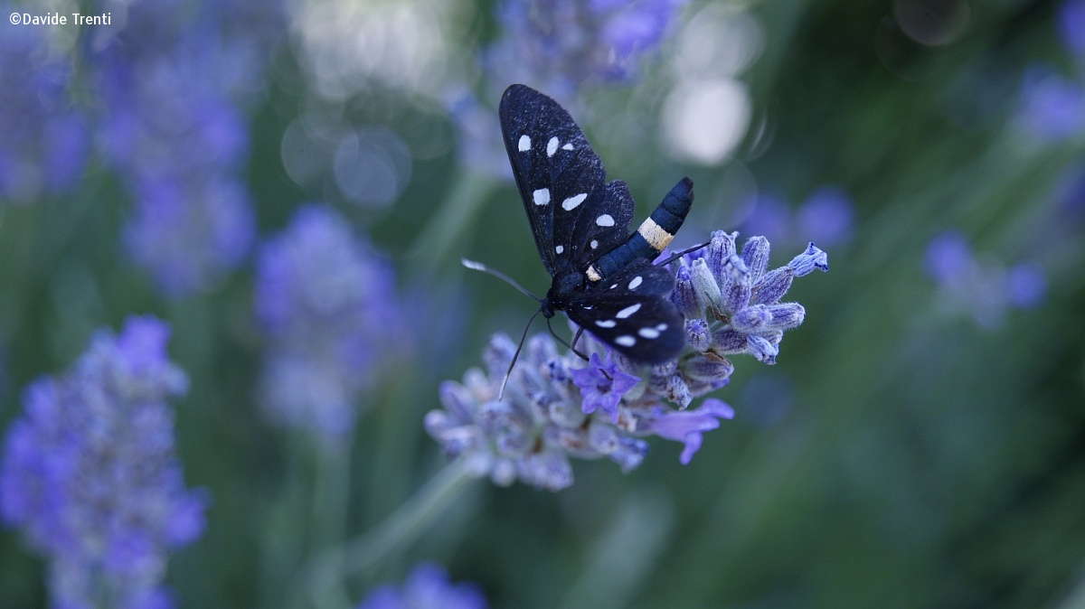 Lavender and its insect...