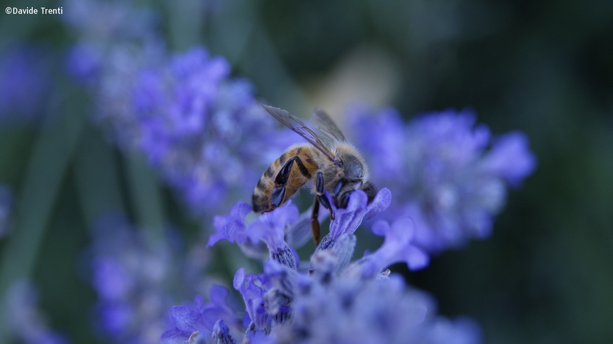 Lavender and its insect...