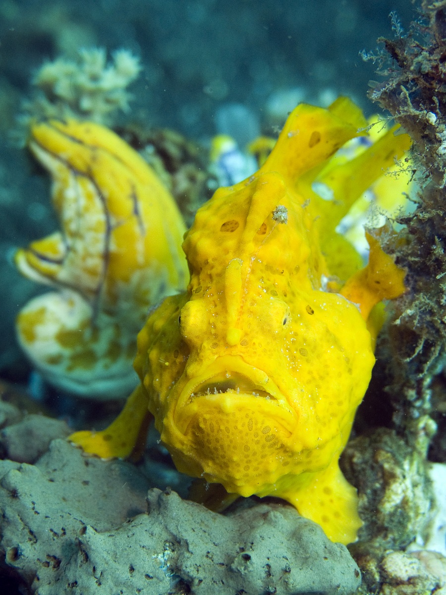 Yellow Frogfish (Antennarius commersoni), Lembeh 2010...