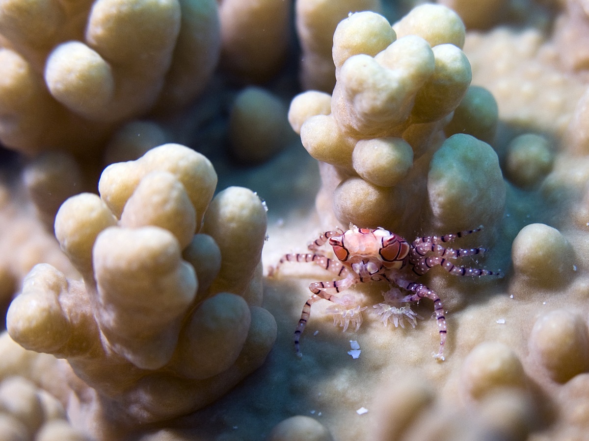 Boxer Crab (Lybia tessellata)...