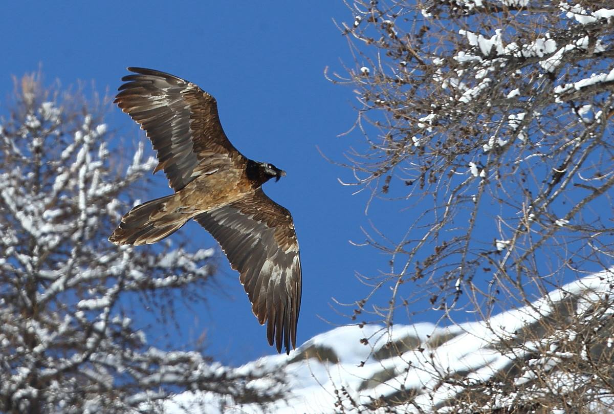 Bearded Vulture...