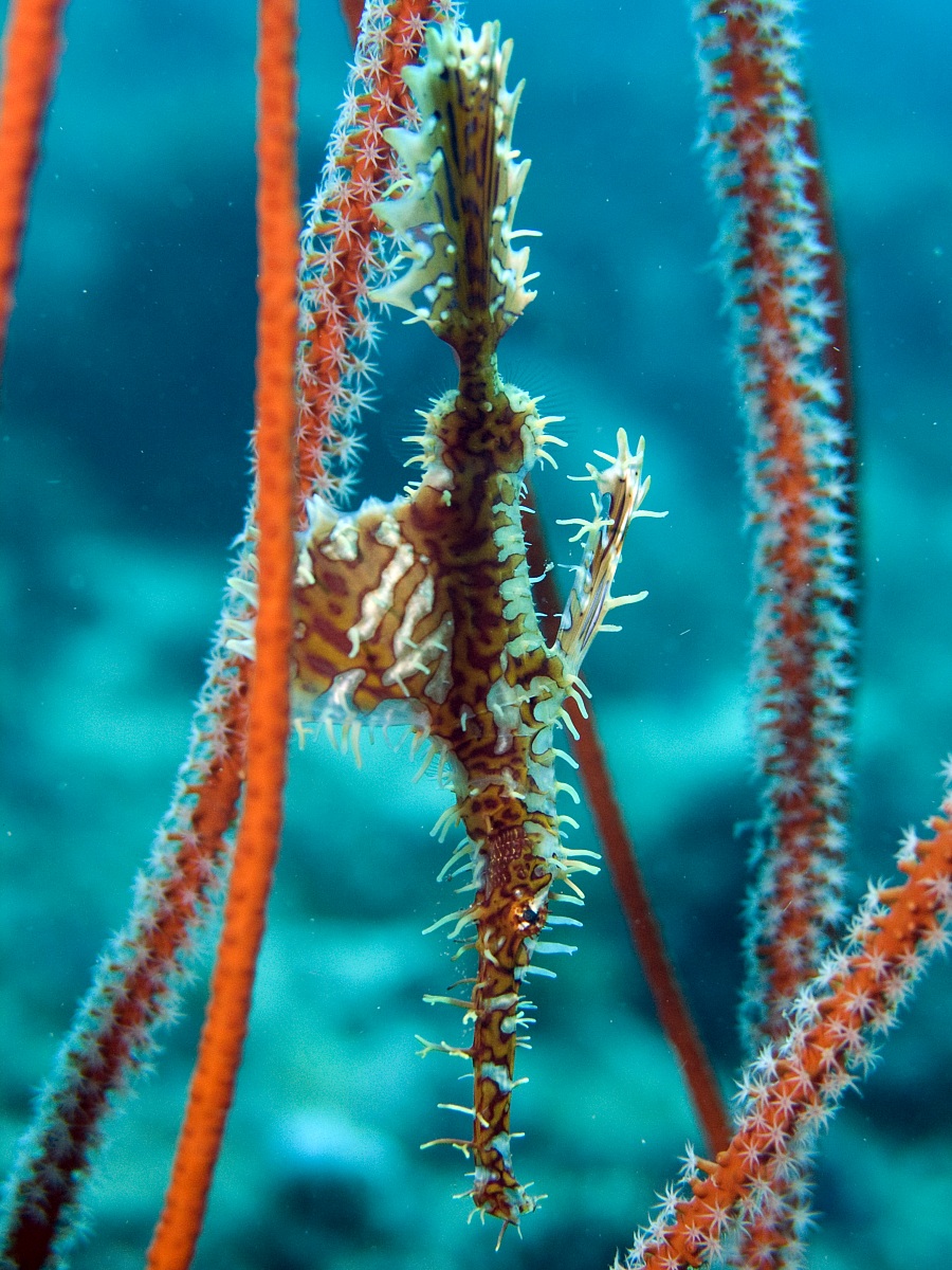 Ornate Pipe Ghostfish (Solenostomus paradoxus)...