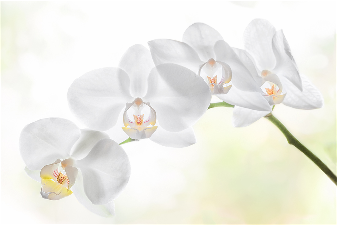 Ballet orchids...