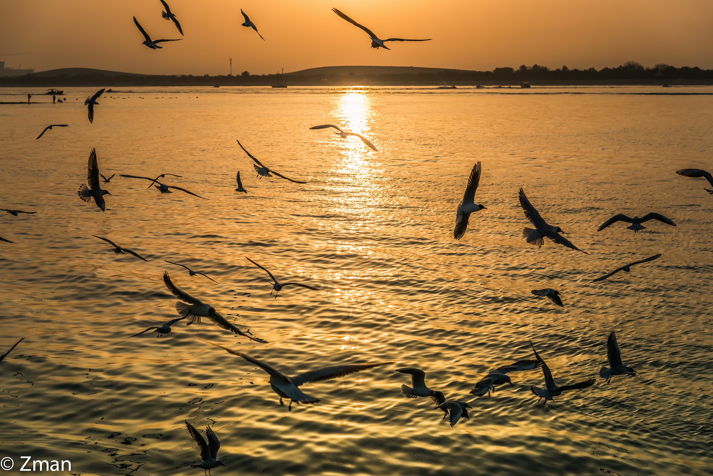 Seagulls at Sunset...