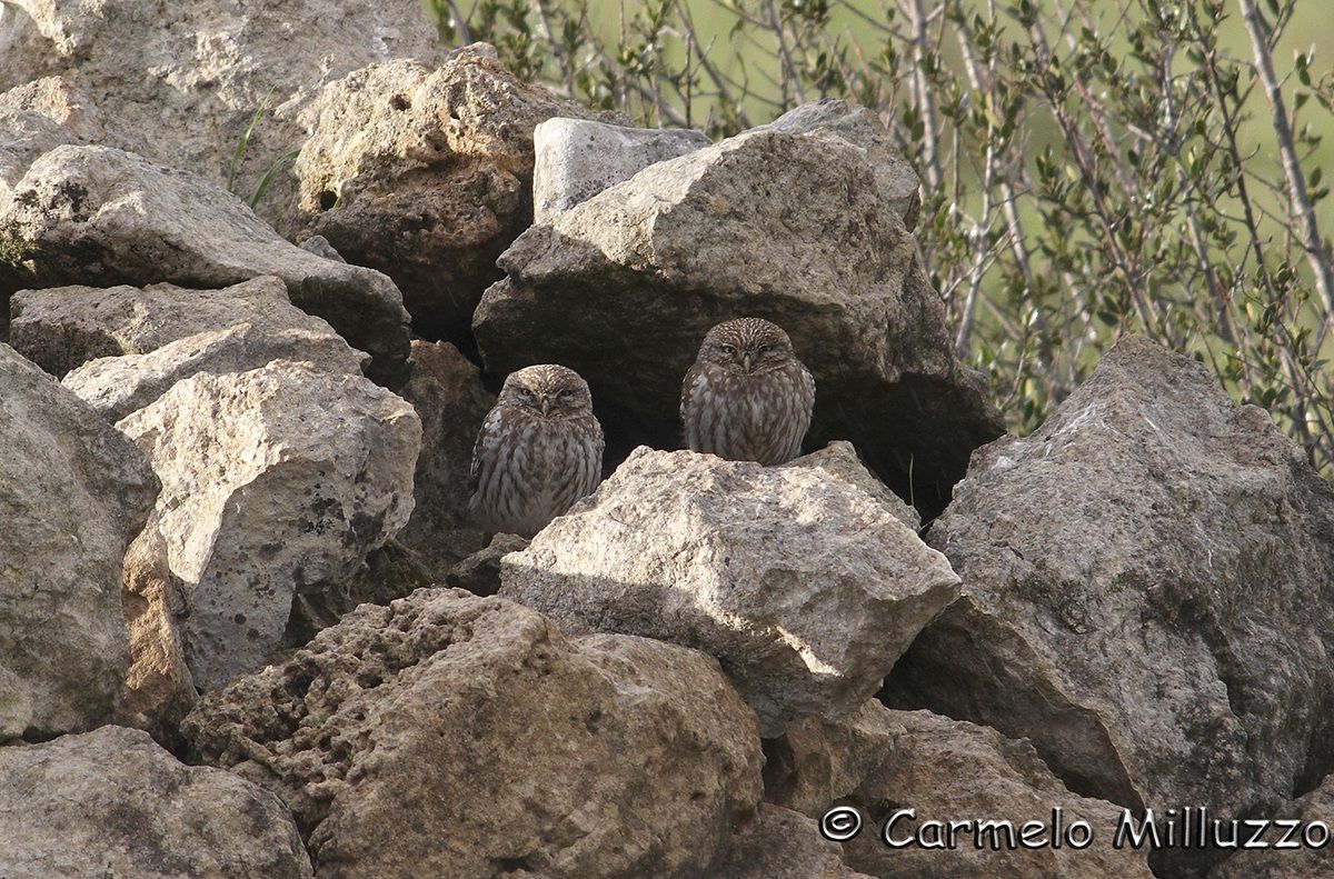 Owls...