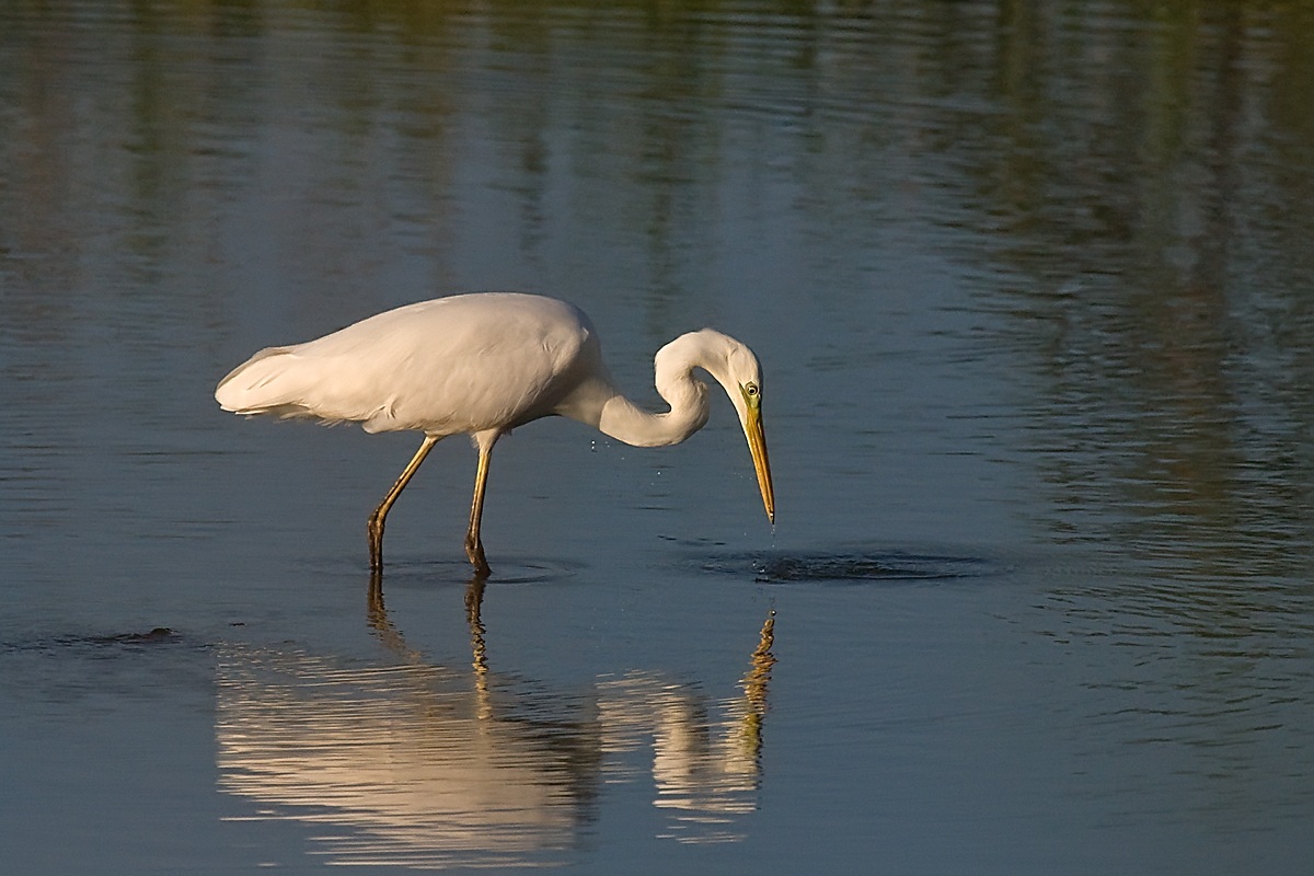 Great Egret at sunset...