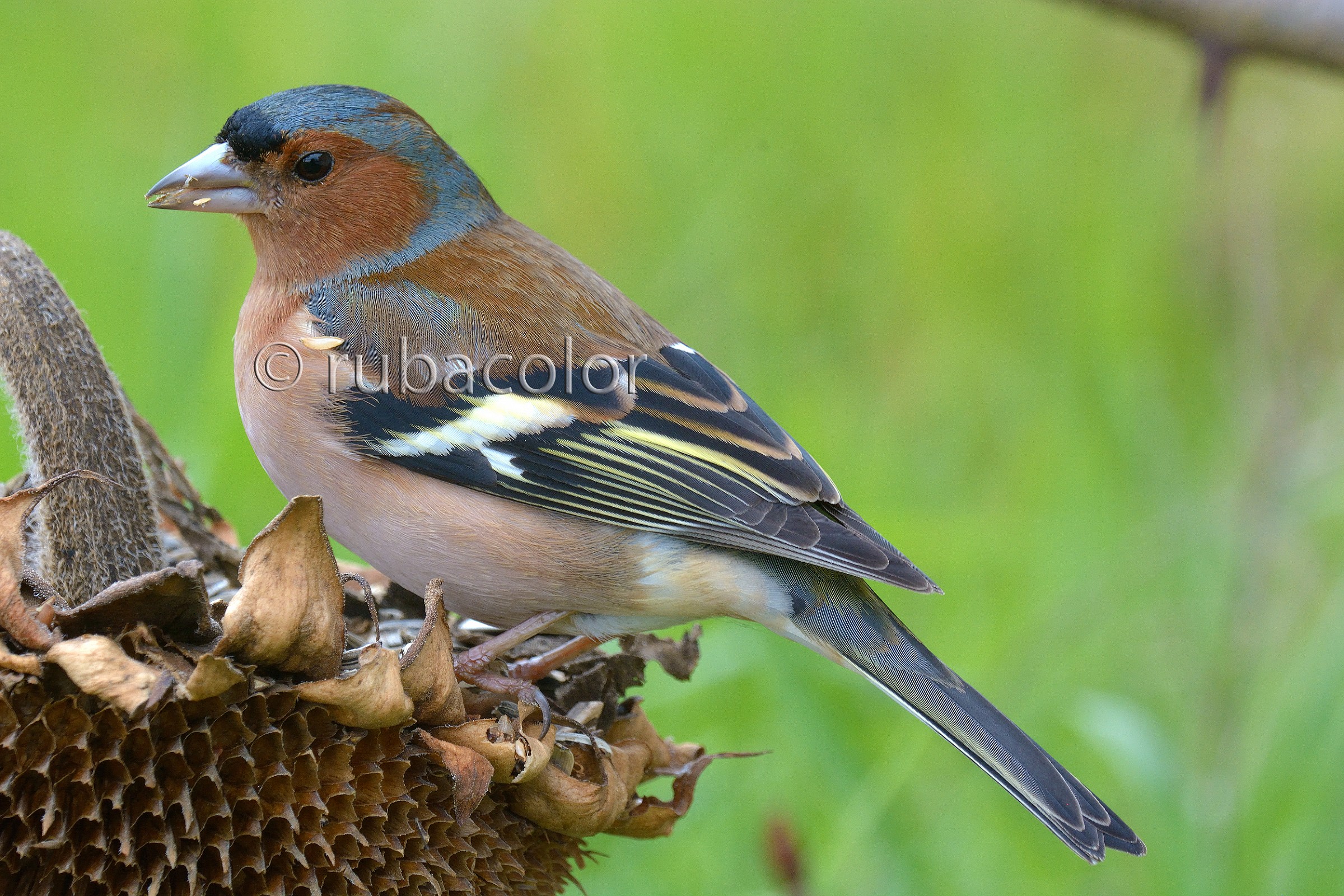 A finch seen with the third eye...