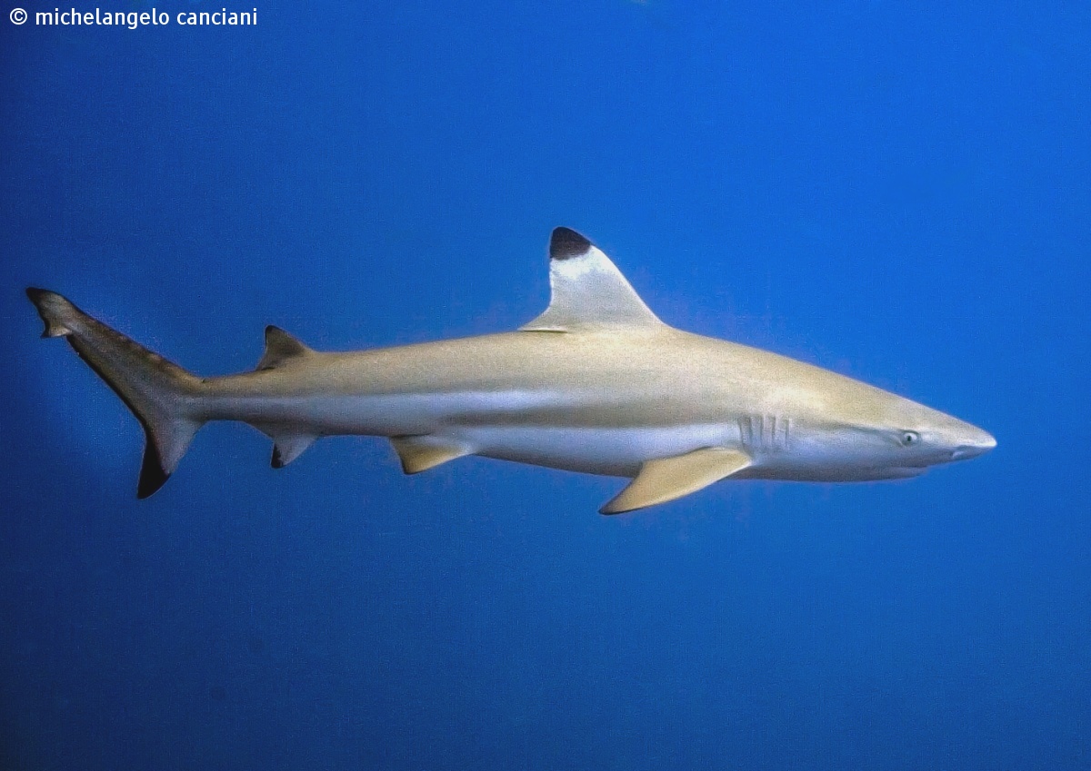 carcharhinus melanopterus...