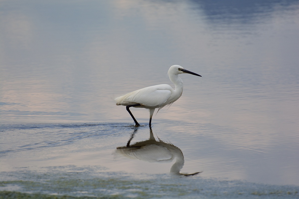 Egret...