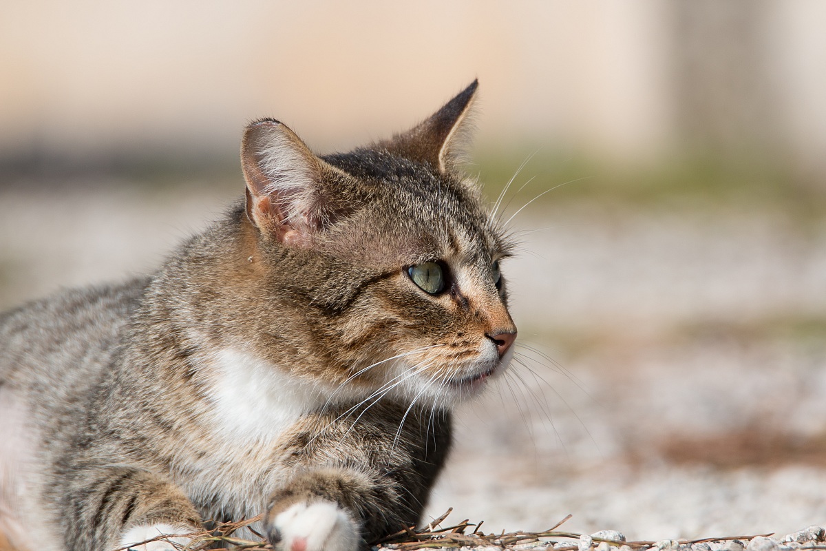 Cat's close-up...