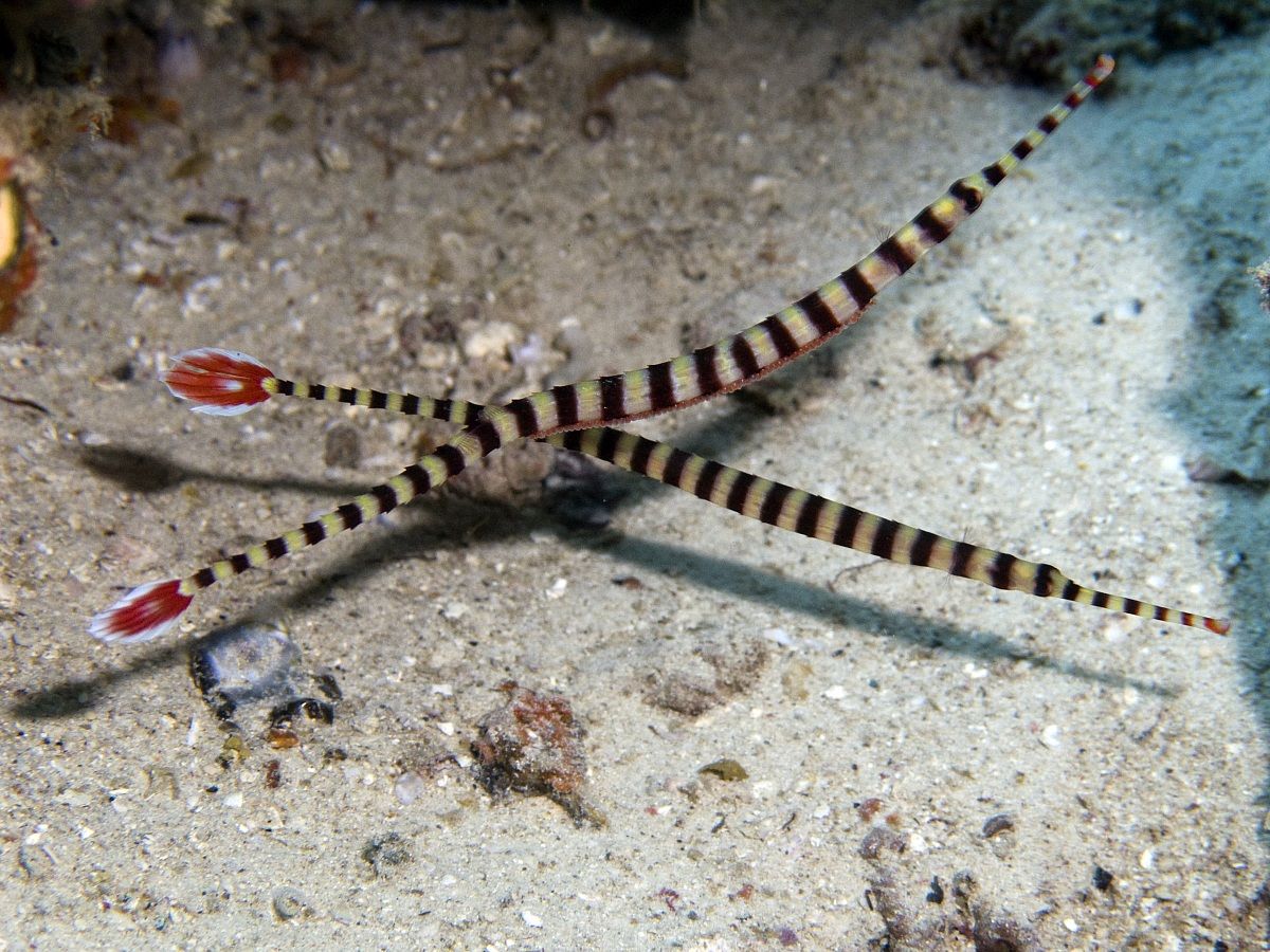 X-shaped Banded Pipefish Couple with eggs...