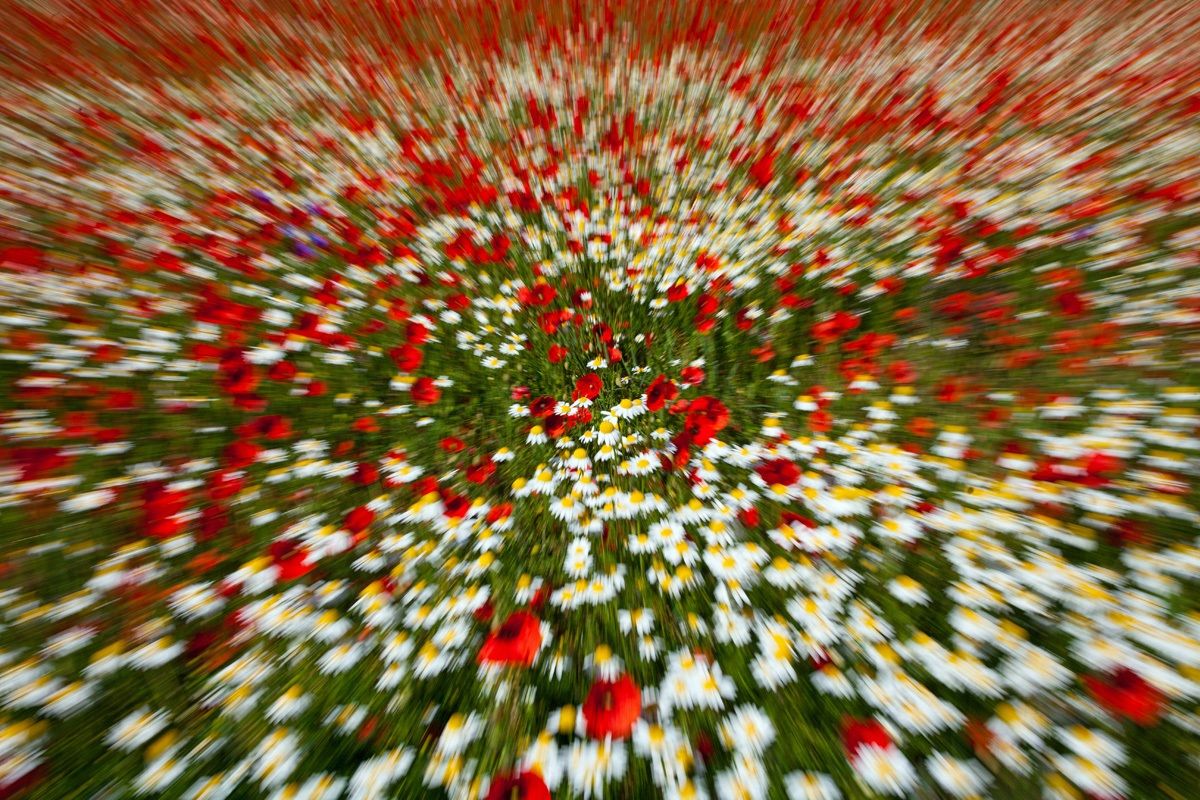 floral explosion...