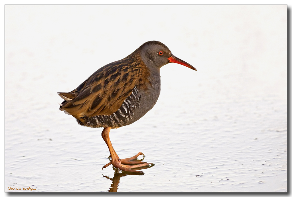 "Water Rail on the ice"...