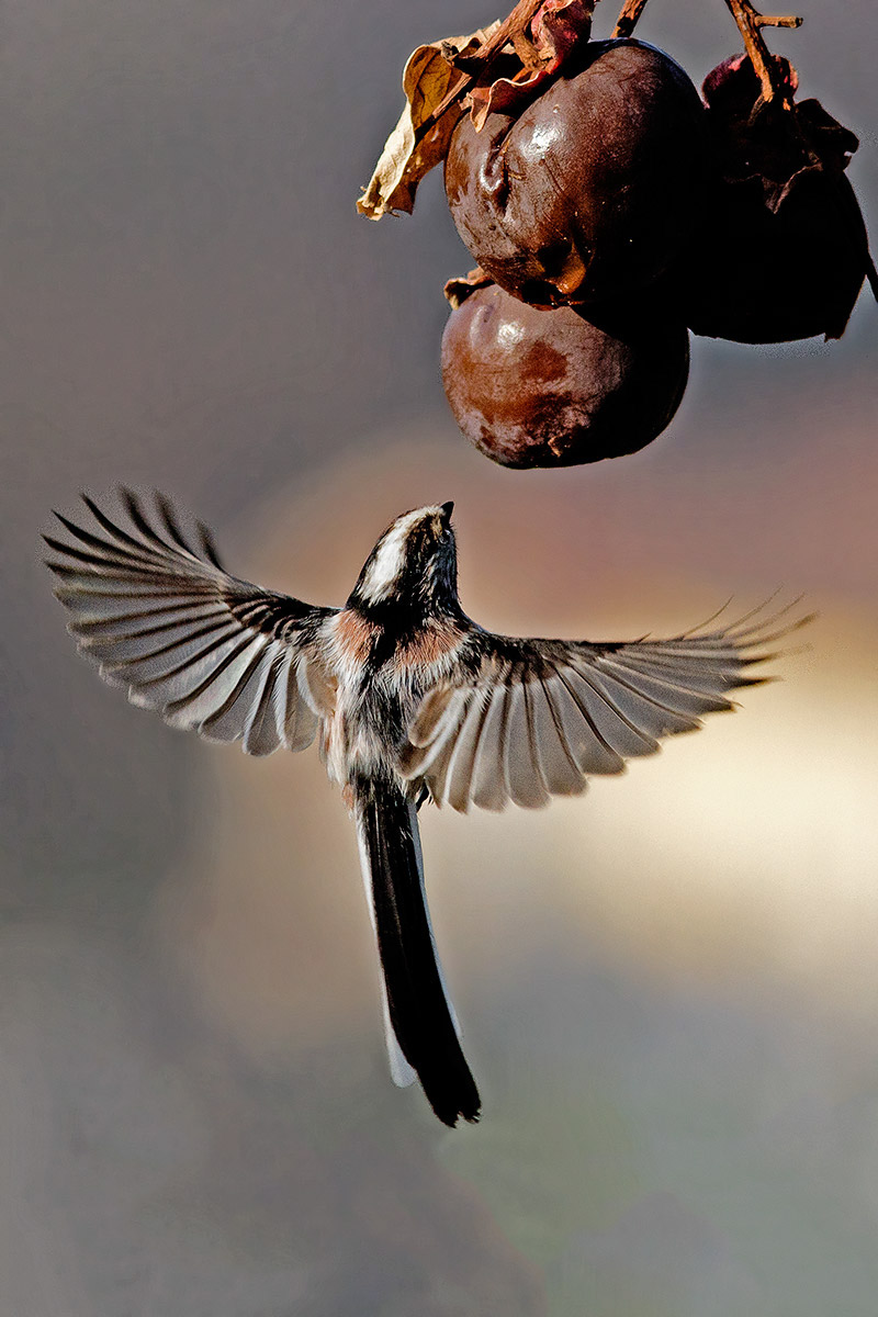 Long-tailed Tit "Holy Spirit"...