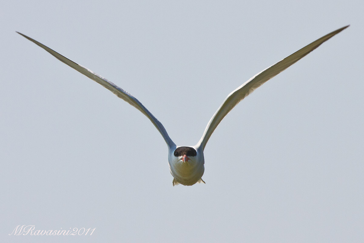 Tern, attack the intruder...