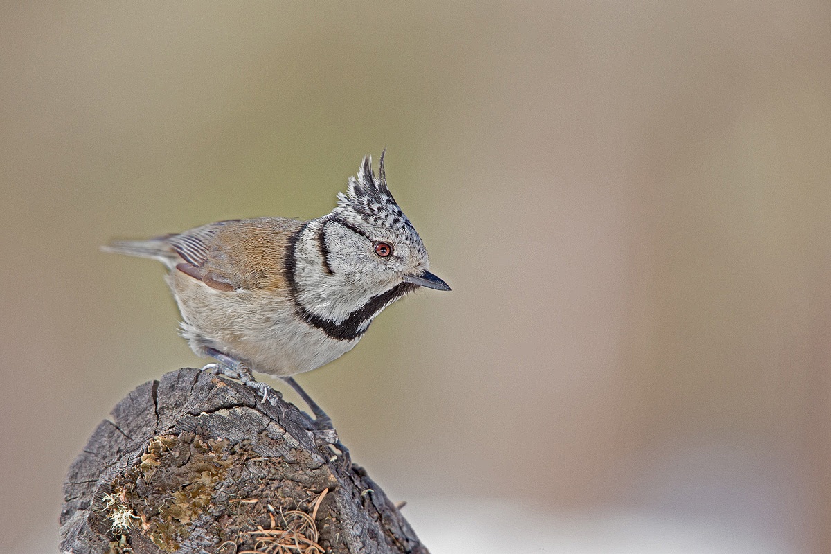 Crested Tit (Lophophanes cristatus)...