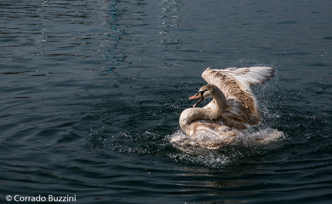 swimming swan...