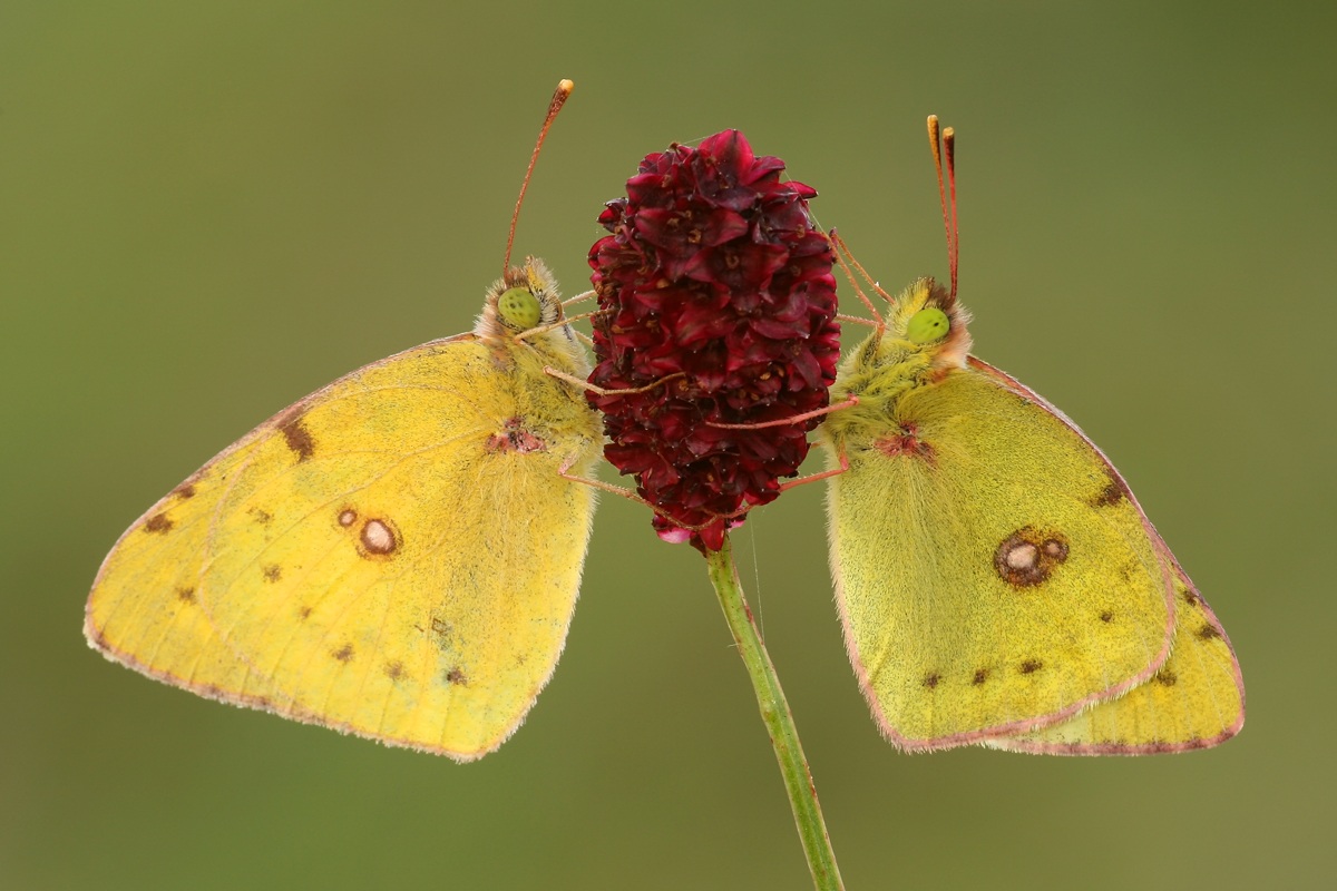 Colias hyale...