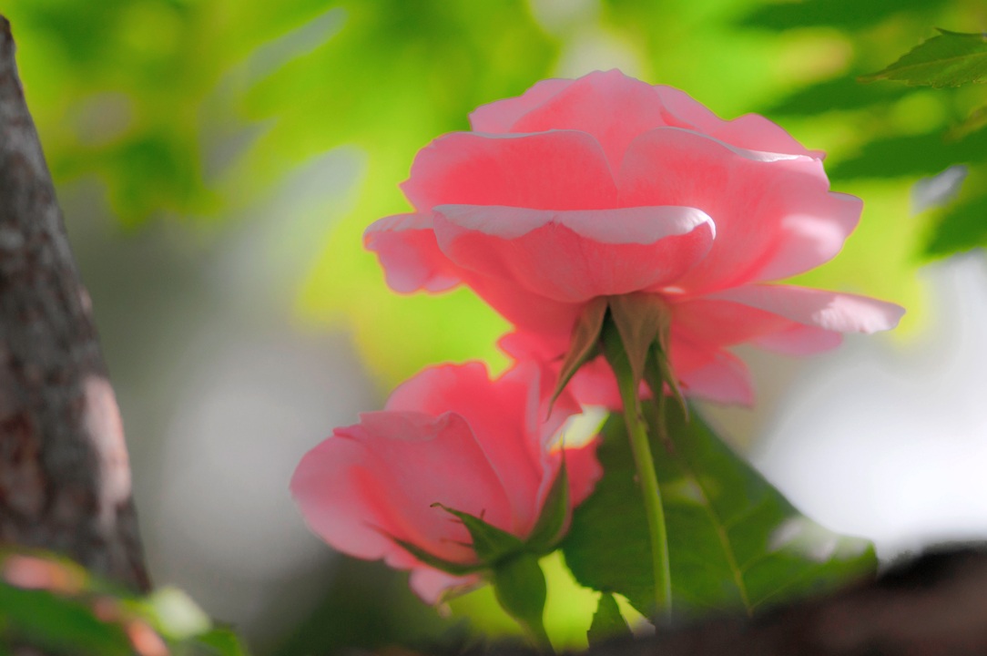 fiori...