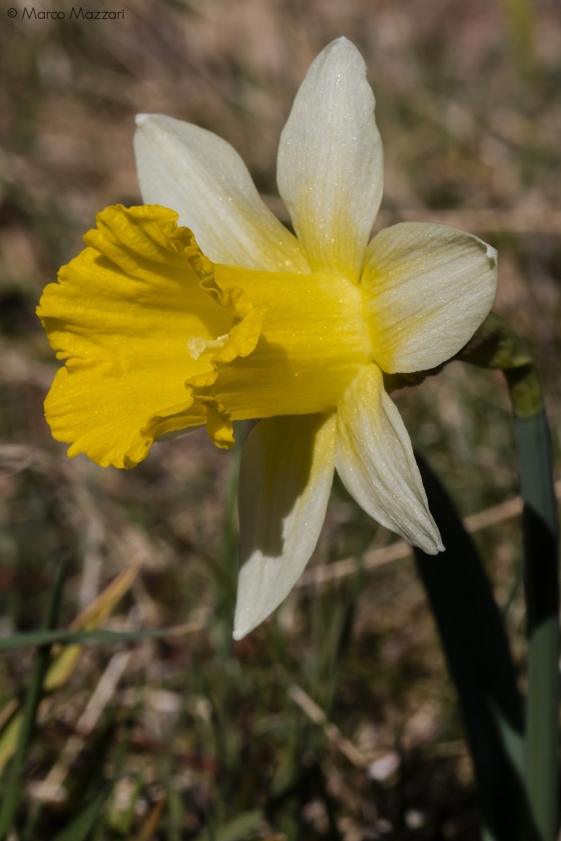 Narcissus on Prati di Masone - GE...
