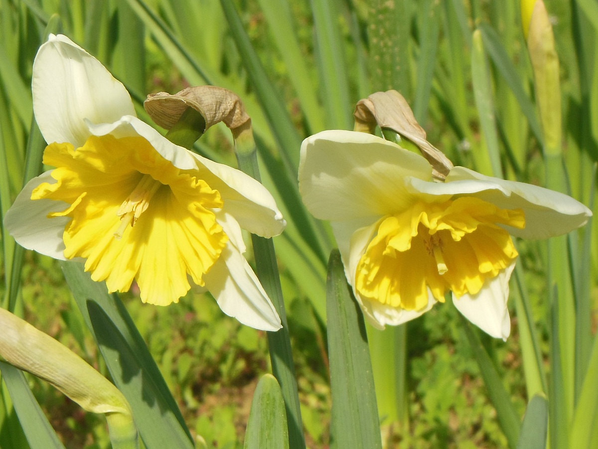 the daffodils...