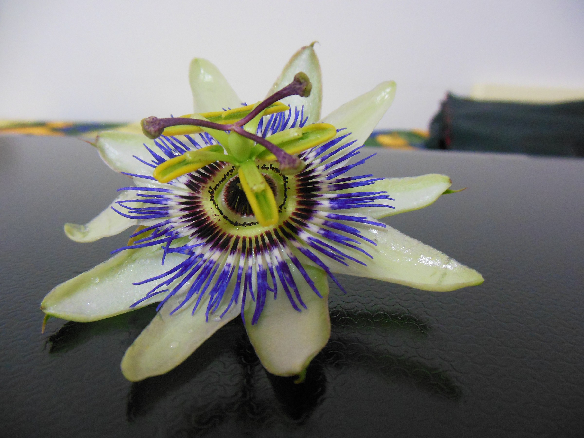passionflower...