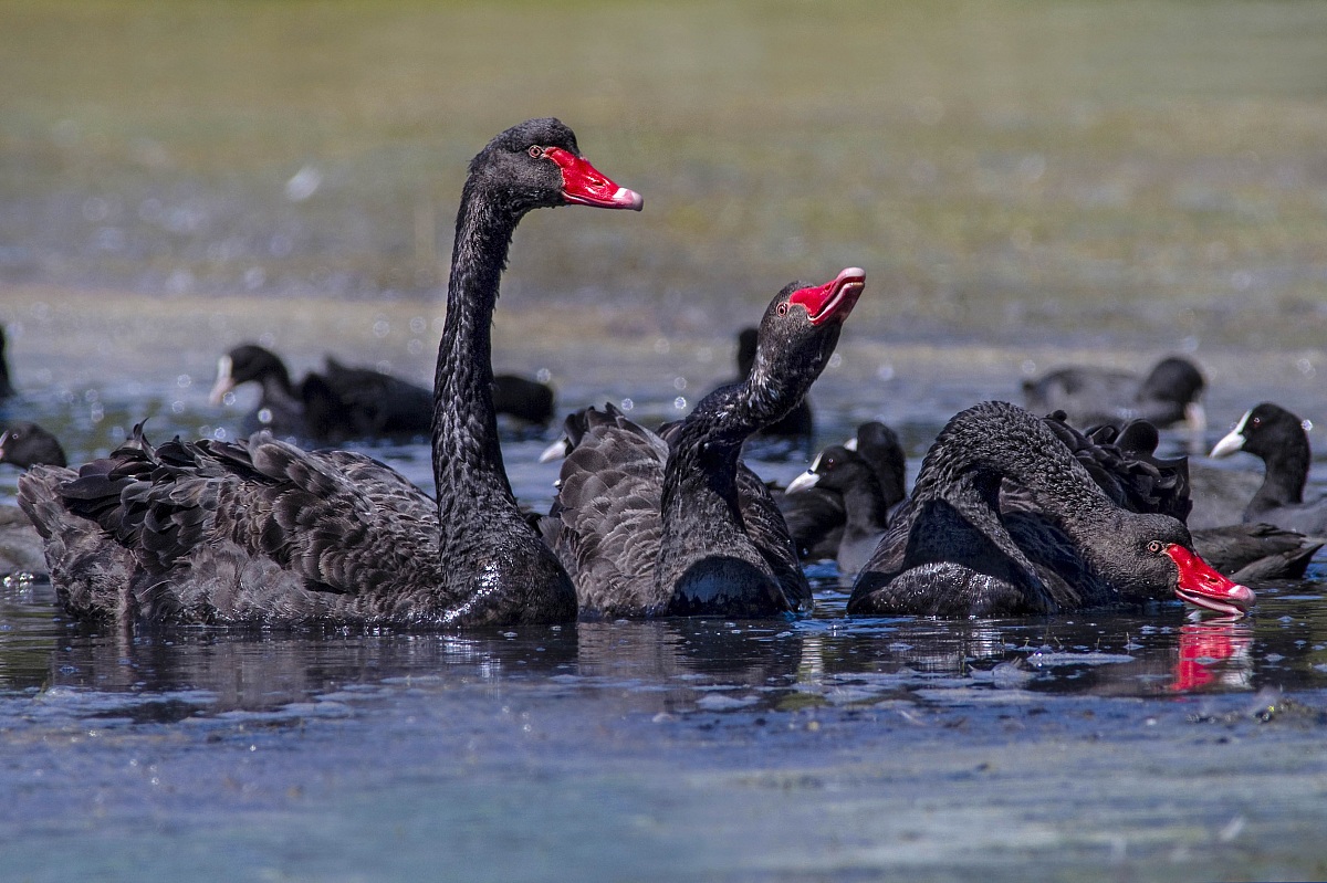 Swans blacks...