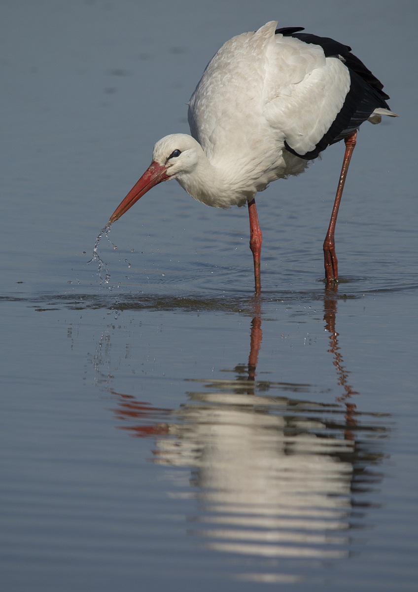 Stork...