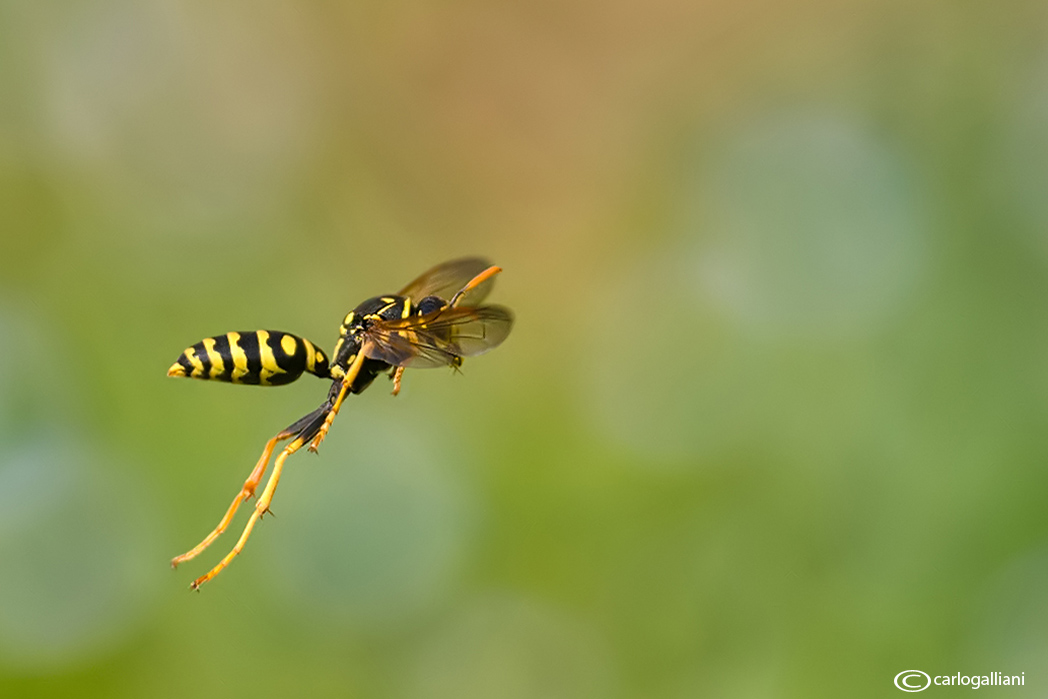 The dance of the wasp...