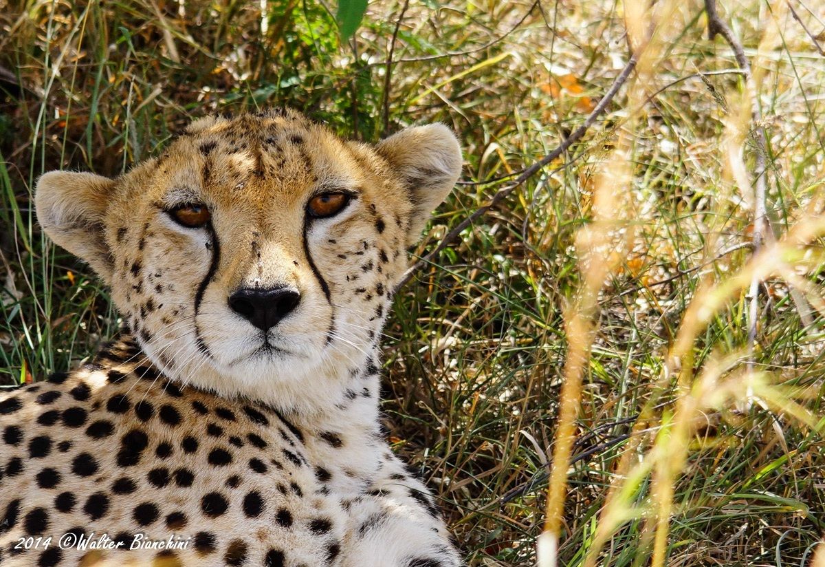 Cheetah at 'shade...