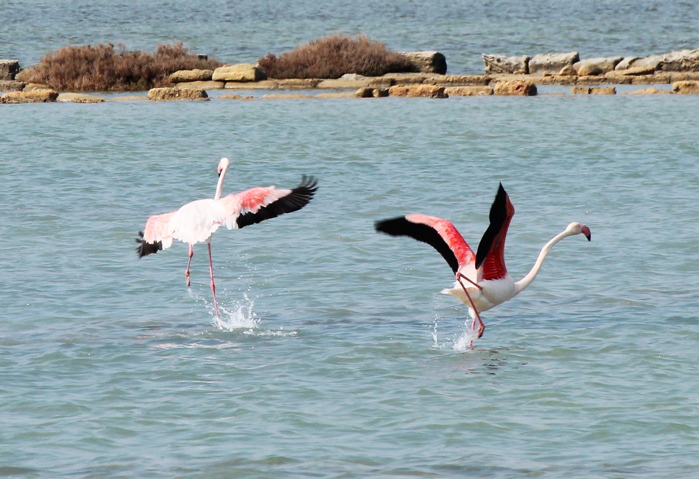 Flamingos Dance...