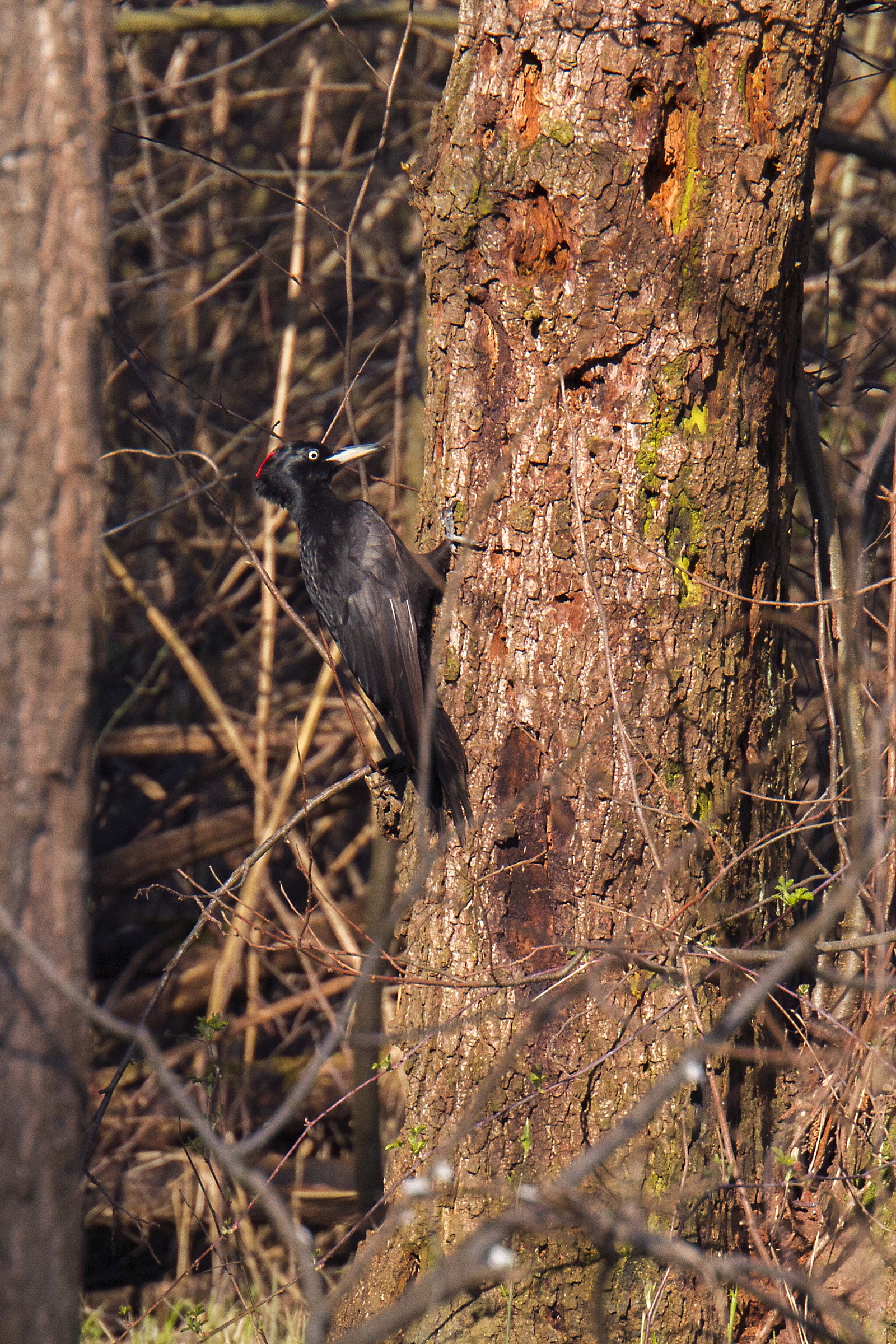 black woodpecker hooray!...