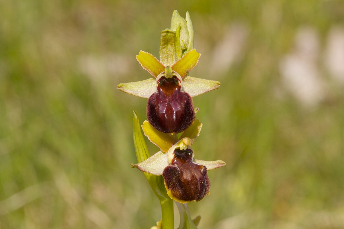 ophrys sphegodes...