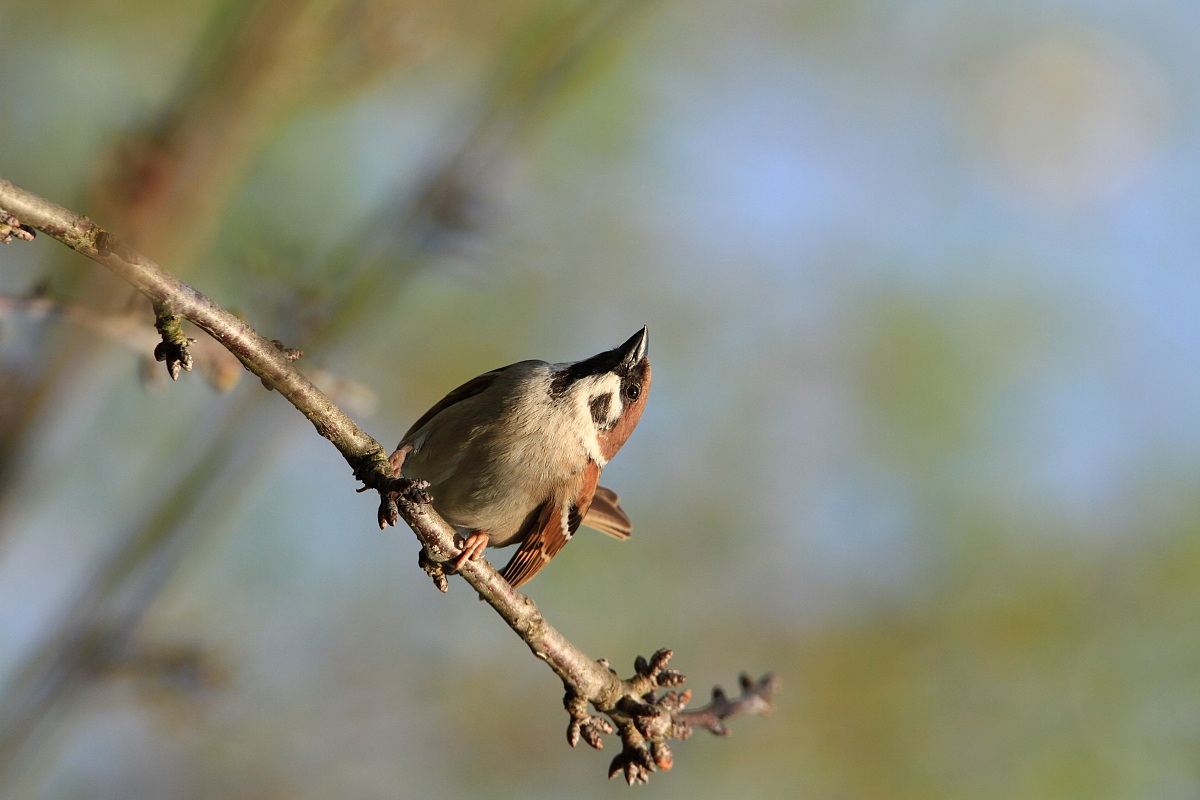 Tree Sparrow...