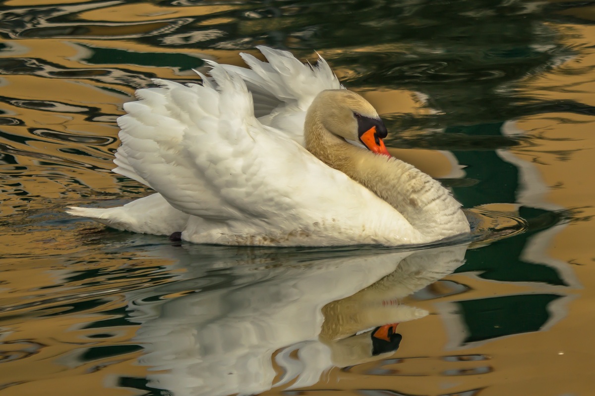 His Majesty 'mute swan...