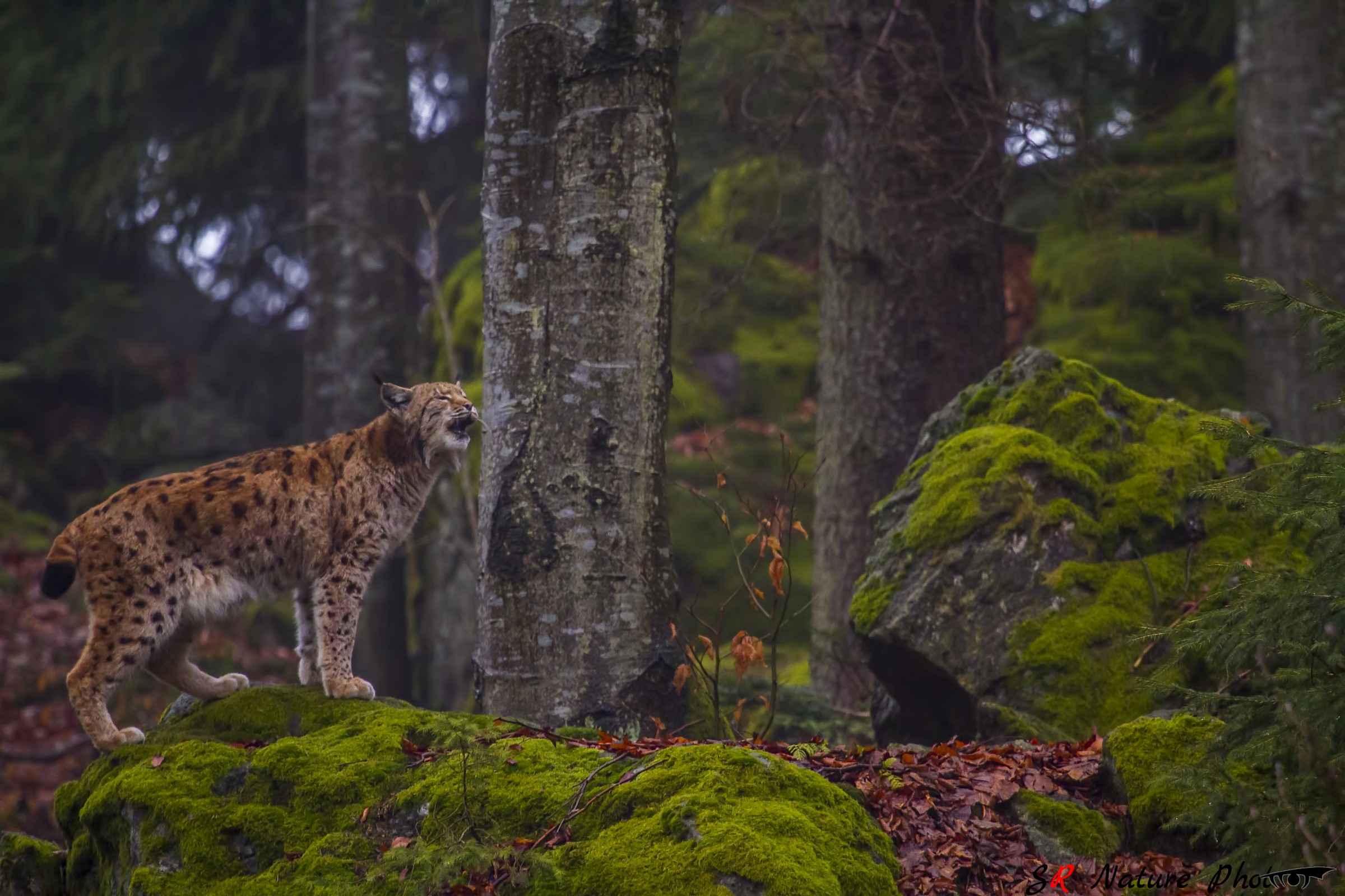 Lince Eurasiatica (Lynx lynx)...