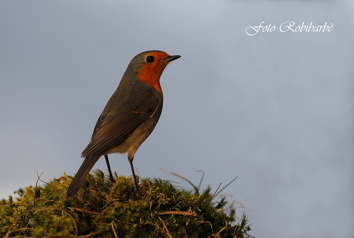 Robin ... first rays .......