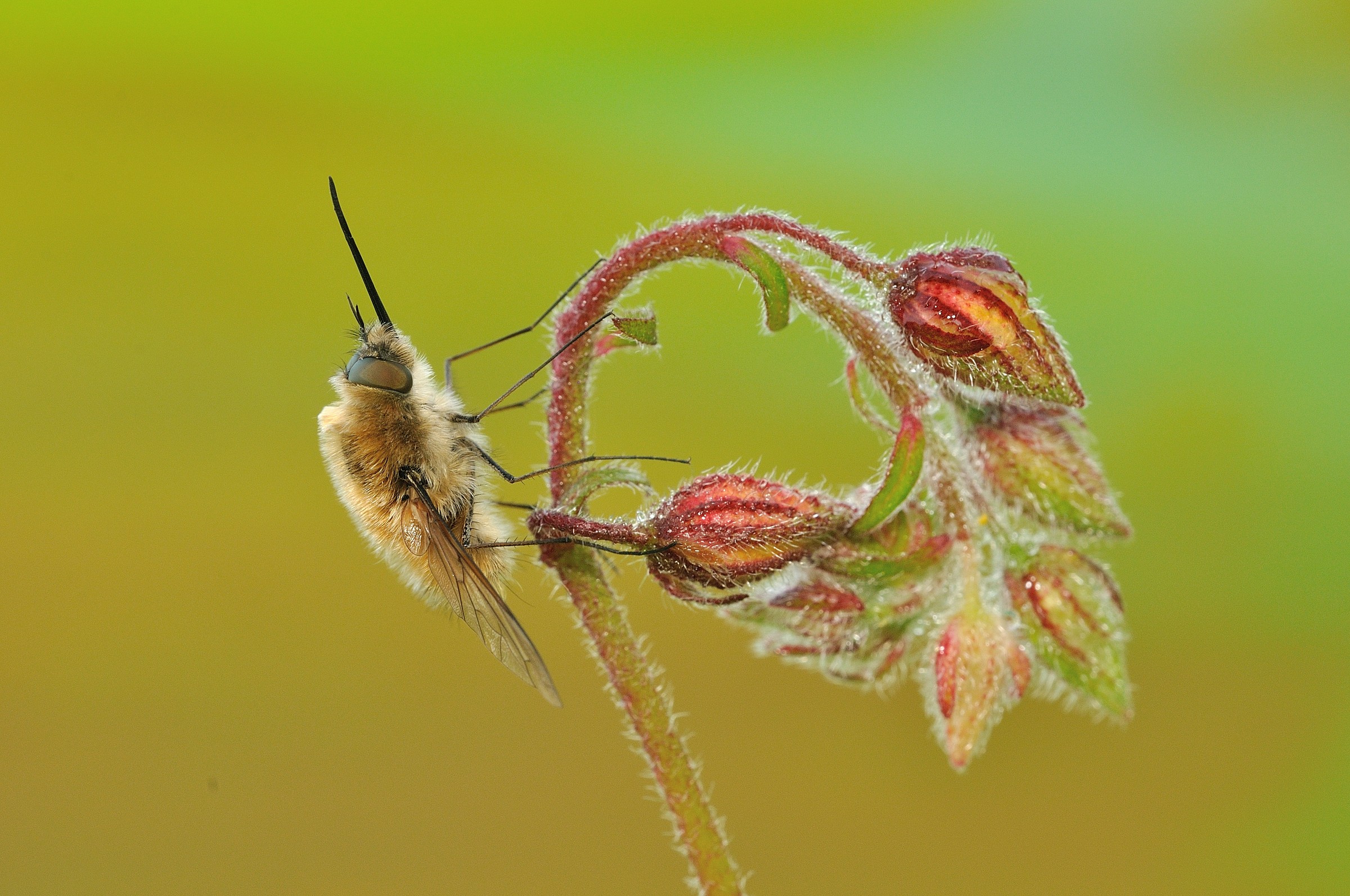 Bombylius major...