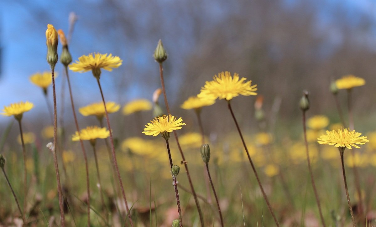 comes the Spring...